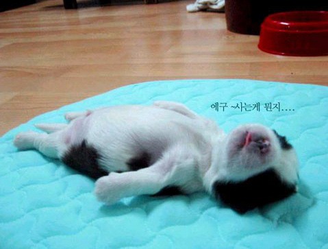 親,我想多睡一小時……