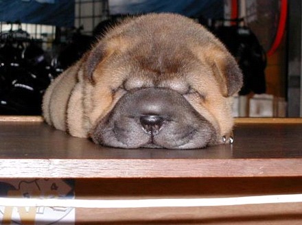 親,我想多睡一小時……