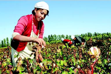 新疆儲備棉進口棉實行比例搭配銷售