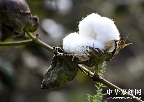 家紡常識(shí):純棉制品的特點(diǎn)