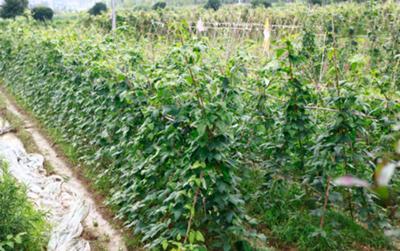 �����Ҽ����ٮ��ЙC���B(t��i)�r(n��ng)�f׌�T�����Ϸ��Ĳ�