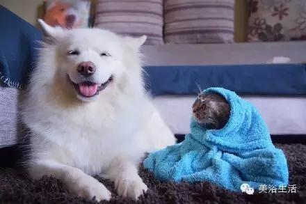 ��ԡ���ë�����Ԍ��ͣ�ë��Ҳ�����v����