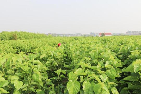 �X�ʽz�I�@��2017�Ї�(gu��)�Ҽ��Ӽ��\(ch��ng)��Ʒ�ƪ�(ji��ng)�����I(y��)��(n��i)������ϵ�y(t��ng)�x���ЌmԷ�Q�z��