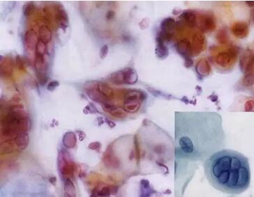 ���ϴ���ӣ��������ךW���M�ھ�ϴ�O���ꑌ�������Ҽ�