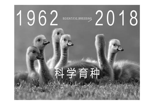 博洋家紡波蘭媽媽絨,致敬輕奢生活!